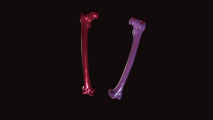 female_femur_segmentation 3D Model