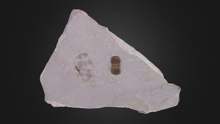 Trilobite: Agnostid (PRI) – Free 3D Model STL
