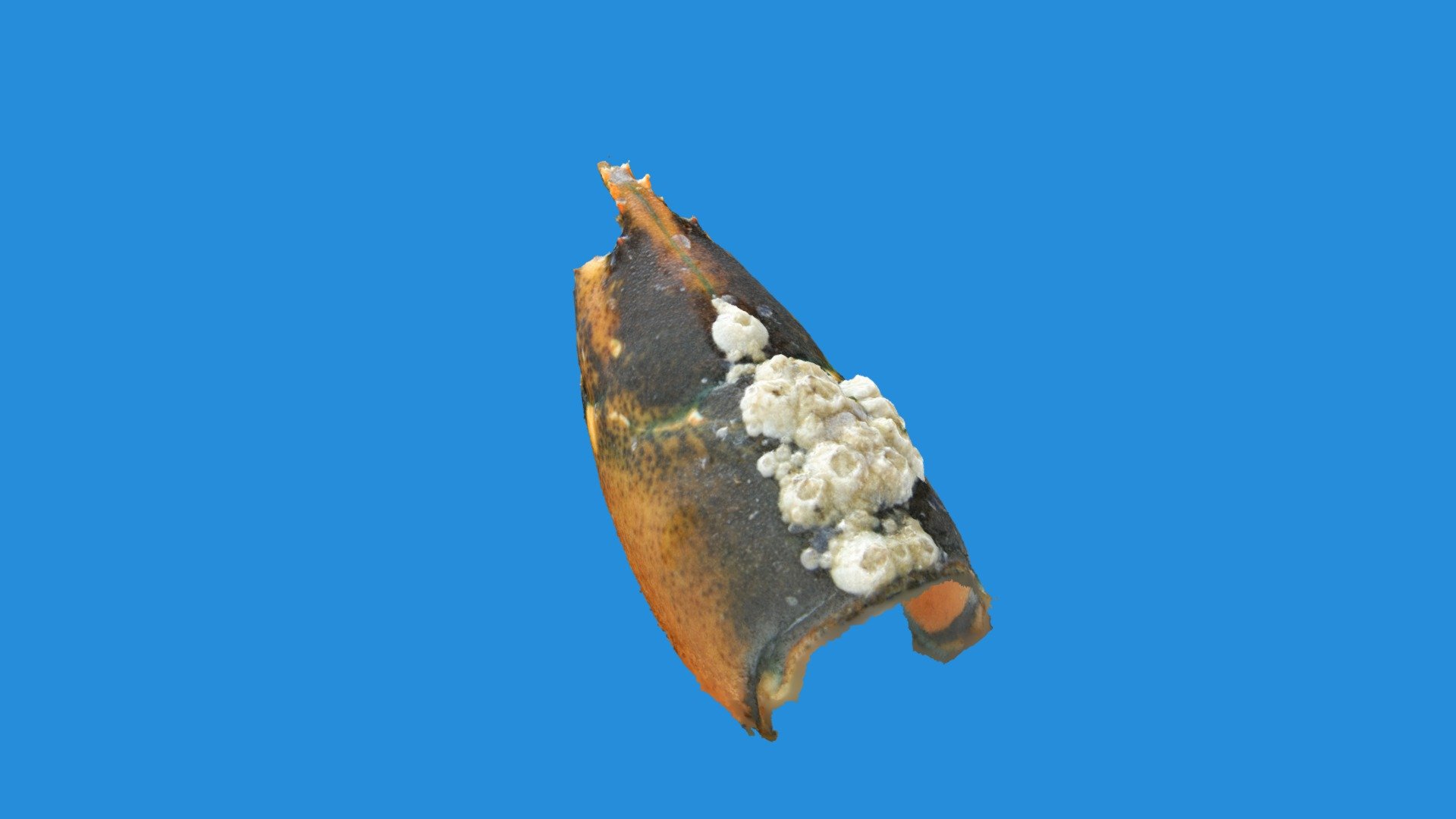 Am Lobster 75, barnacle clad normal lobster