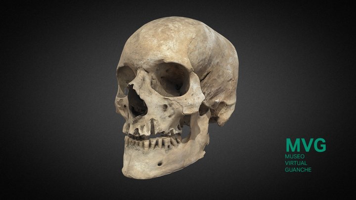 MVG-008. Cráneo y mandíbula 3D Model