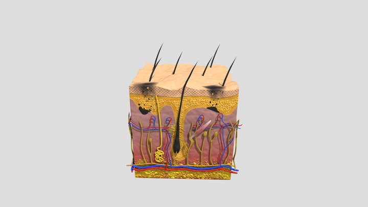 Haut mit Sommersprossen 3D Model