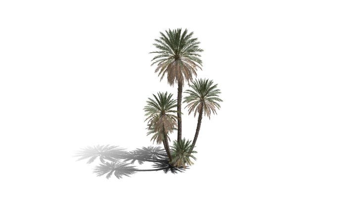 Realistic HD Date palm (40/78) 3D Model