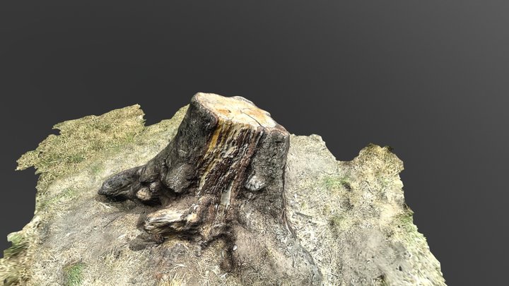 Stump 2 3D Model