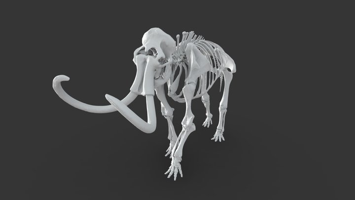 Mammuthus primigenius (Blumbach) 3D Model