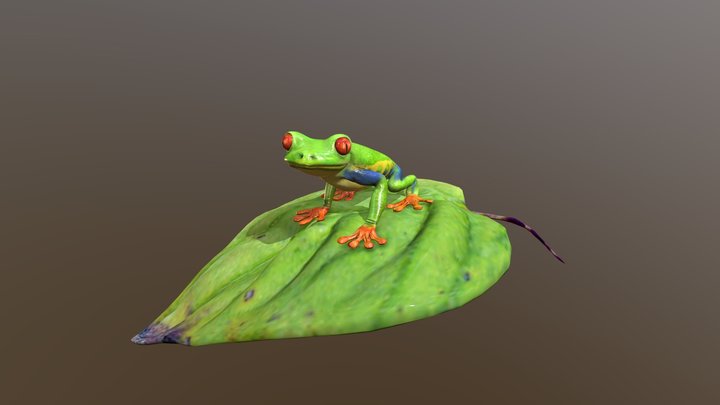 Red-eye tree frog 3D 3D Model