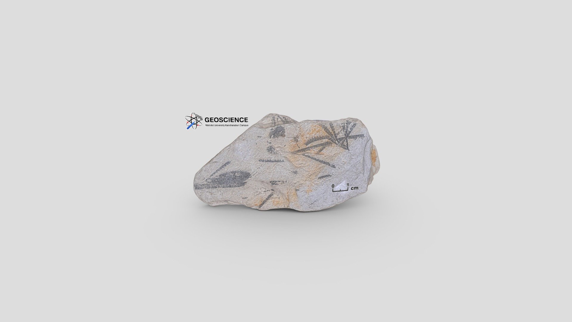 Graptolite (Tetragrapthus sp.)