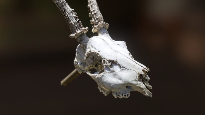 Skull of a Roebuck 3D Model