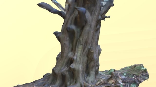Yew Tree at Tehidy 3D Model