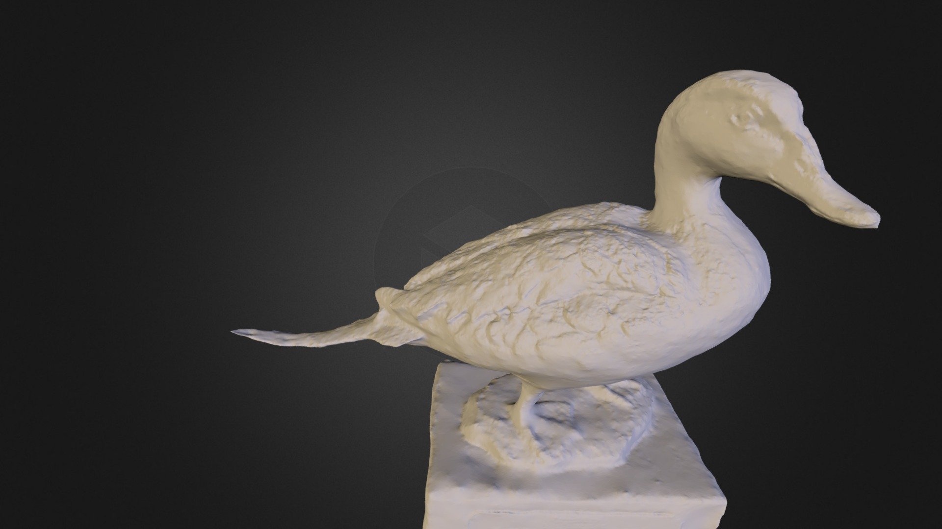 Pintail-exported
