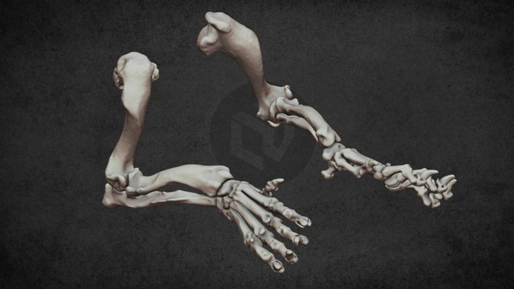 Antebrachial deformity in a dog (ID5576) 3D Model