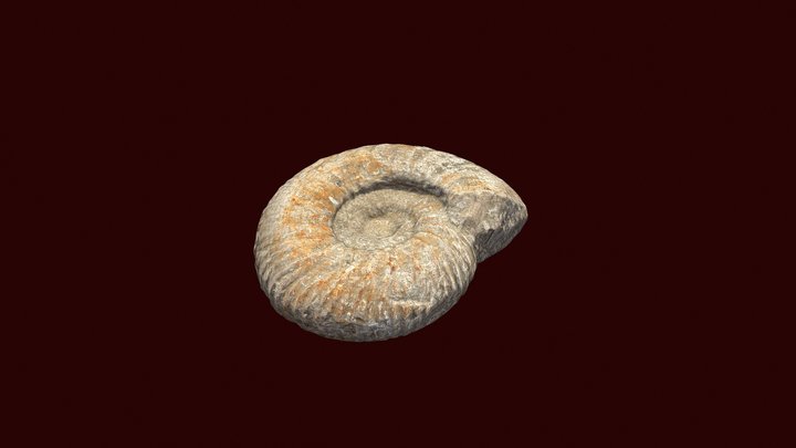 Jurassic ammonite by Aga Malina (agaraspberry) 3D Model