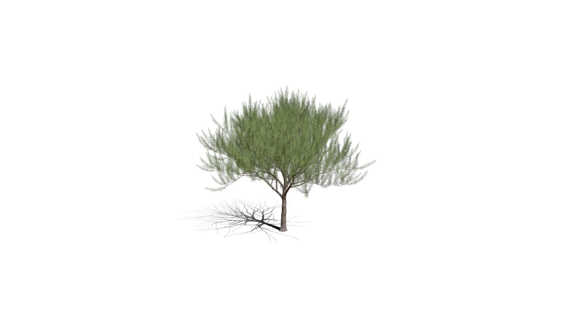 Realistic HD French tamarisk (20/20) - Download Free 3D model by ...