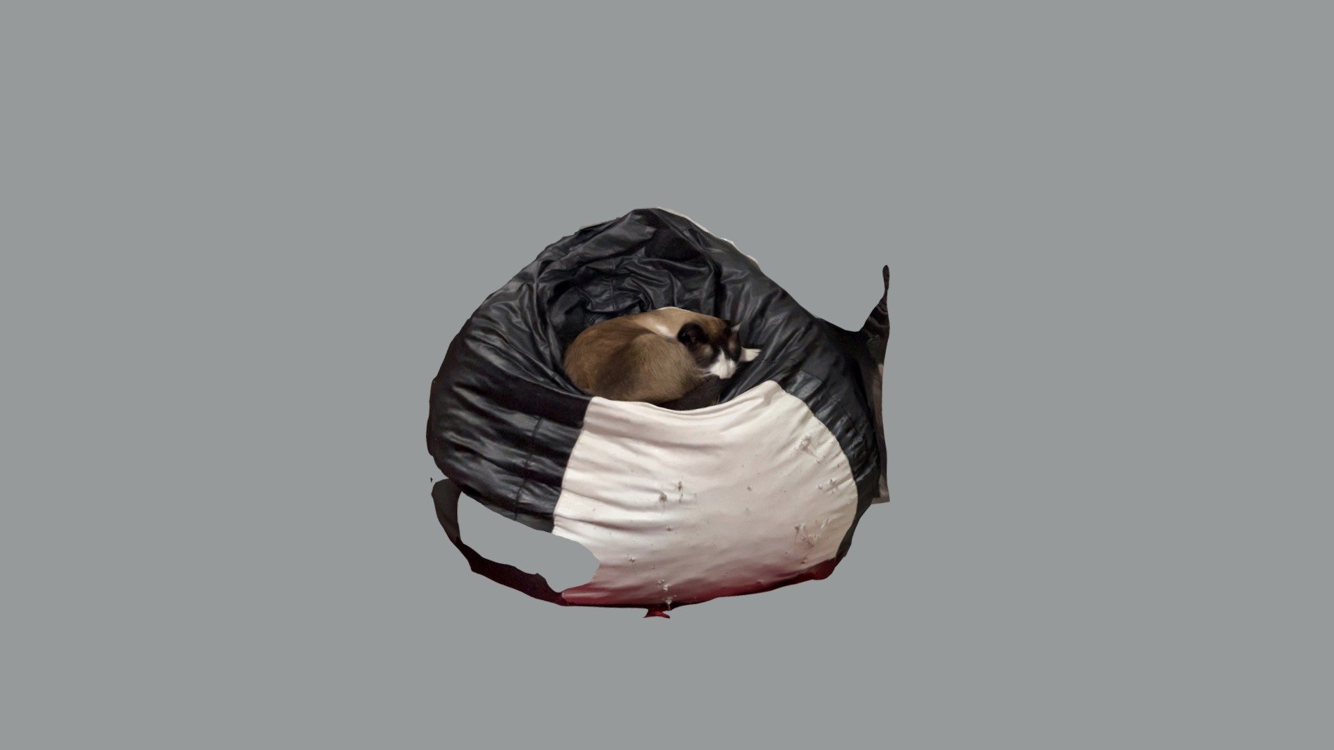 Chili cat