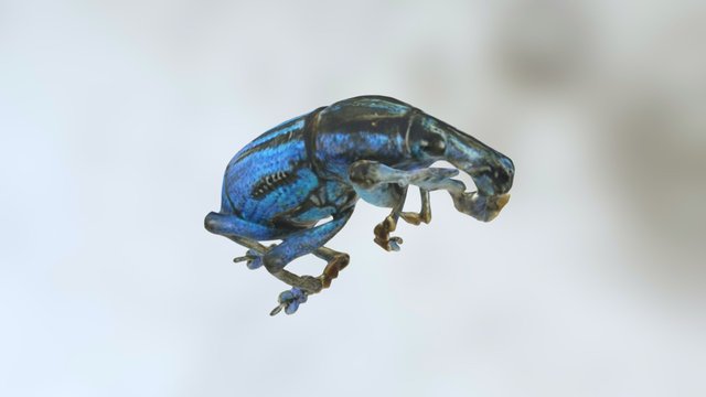 Blue Weevil 3D Model