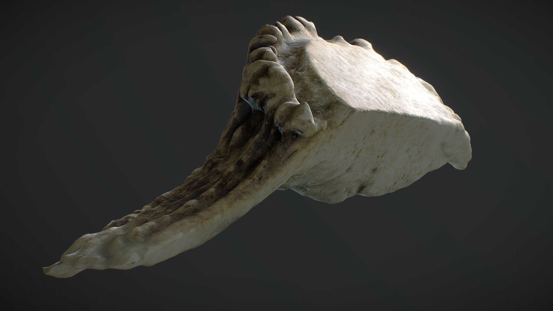 Antler_RealityCapture - 3D model by thomaswmanser [22a3fcd] - Sketchfab