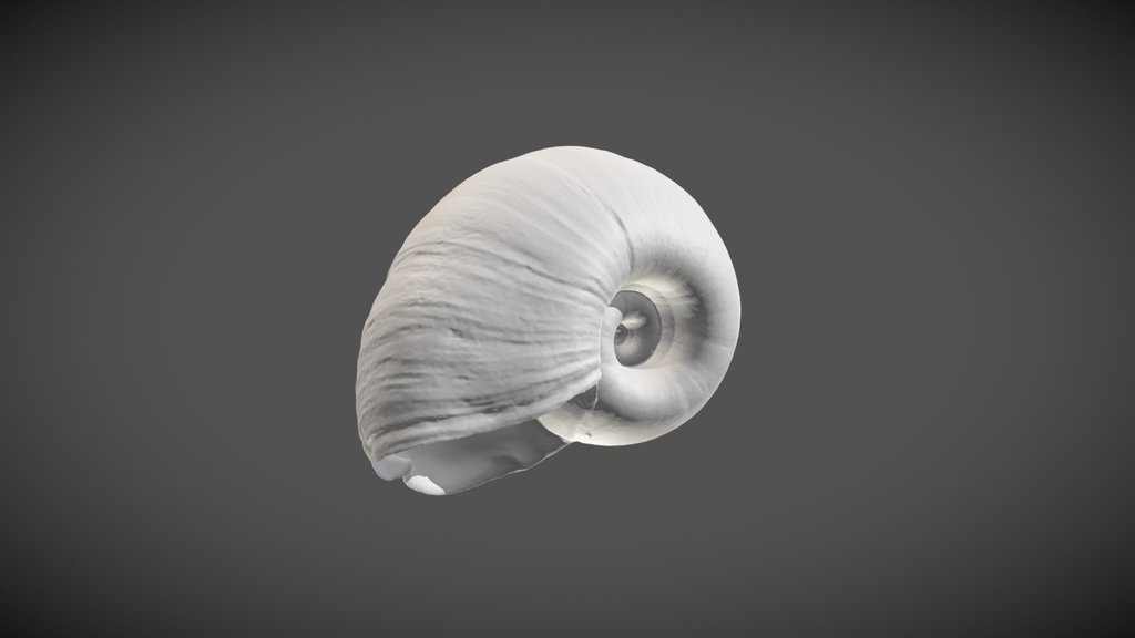 Biomphalaria stanleyi (Smith, 1888)