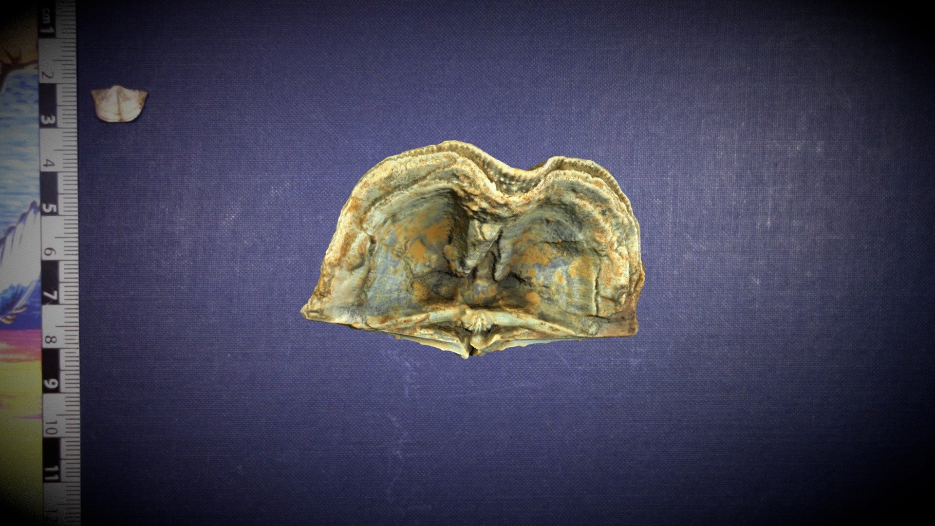 Chonetinella verneuiliana (Brachiopod) — Sketchfab embed 3D viewer