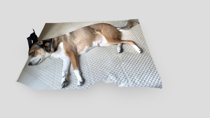 Dog in Bed | Scan #2 3D Model