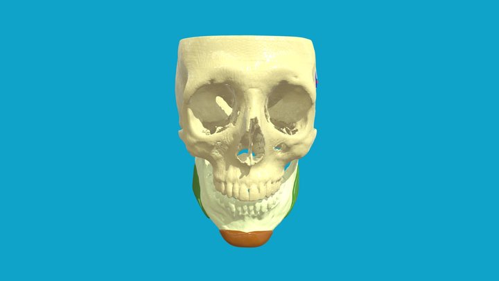 31257509 3D Model
