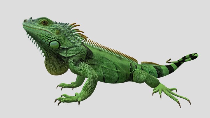 Green Iguana 3D Model