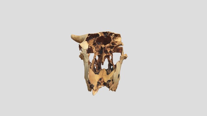 48CK302-18239, Bison bison, Crania 3D Model