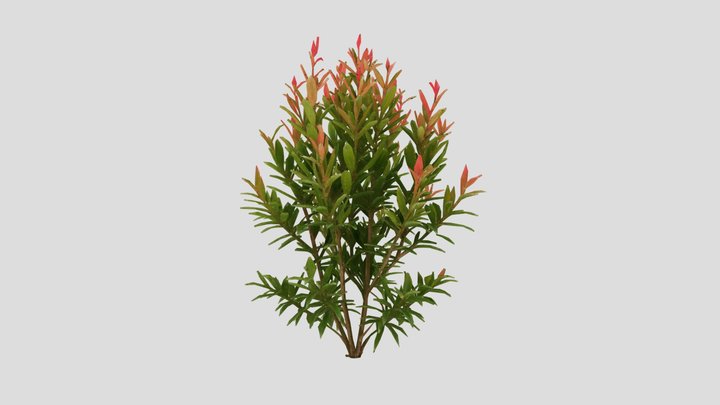 Pucuk Merah Plant (Syzygium Myrtifolium)