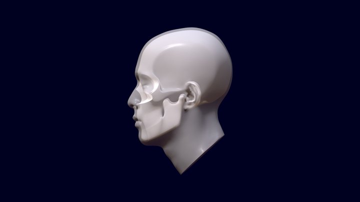Skull in Head 3D Model