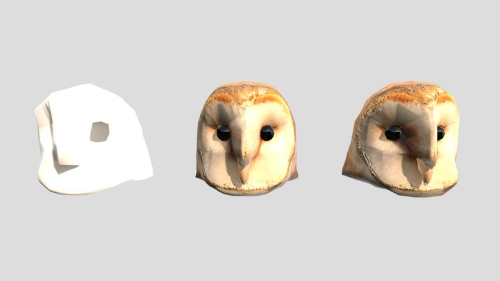 Barn Owl Head 3D Model