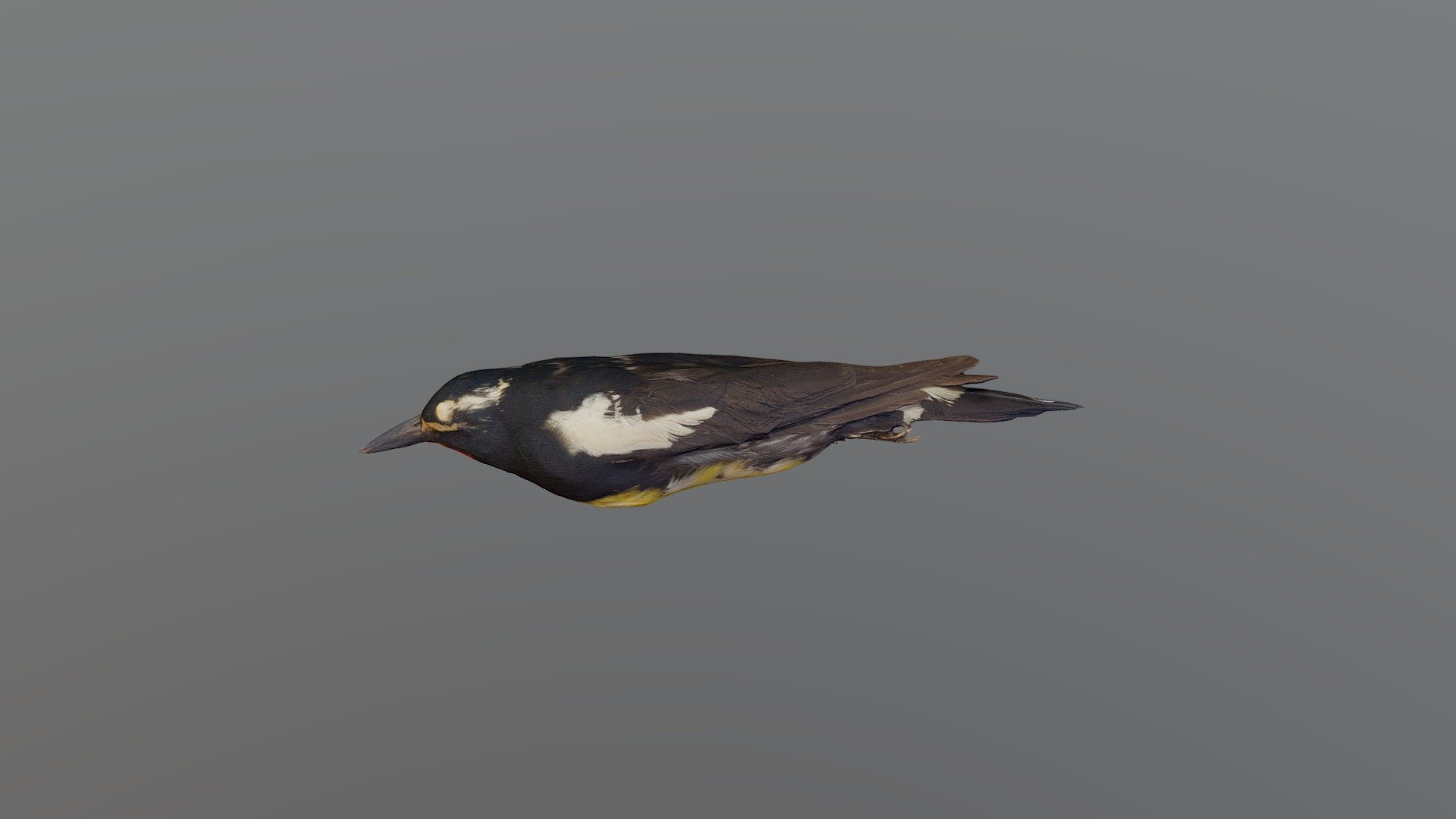 Williamson's Sapsucker - Sphyrapicus thyroideus