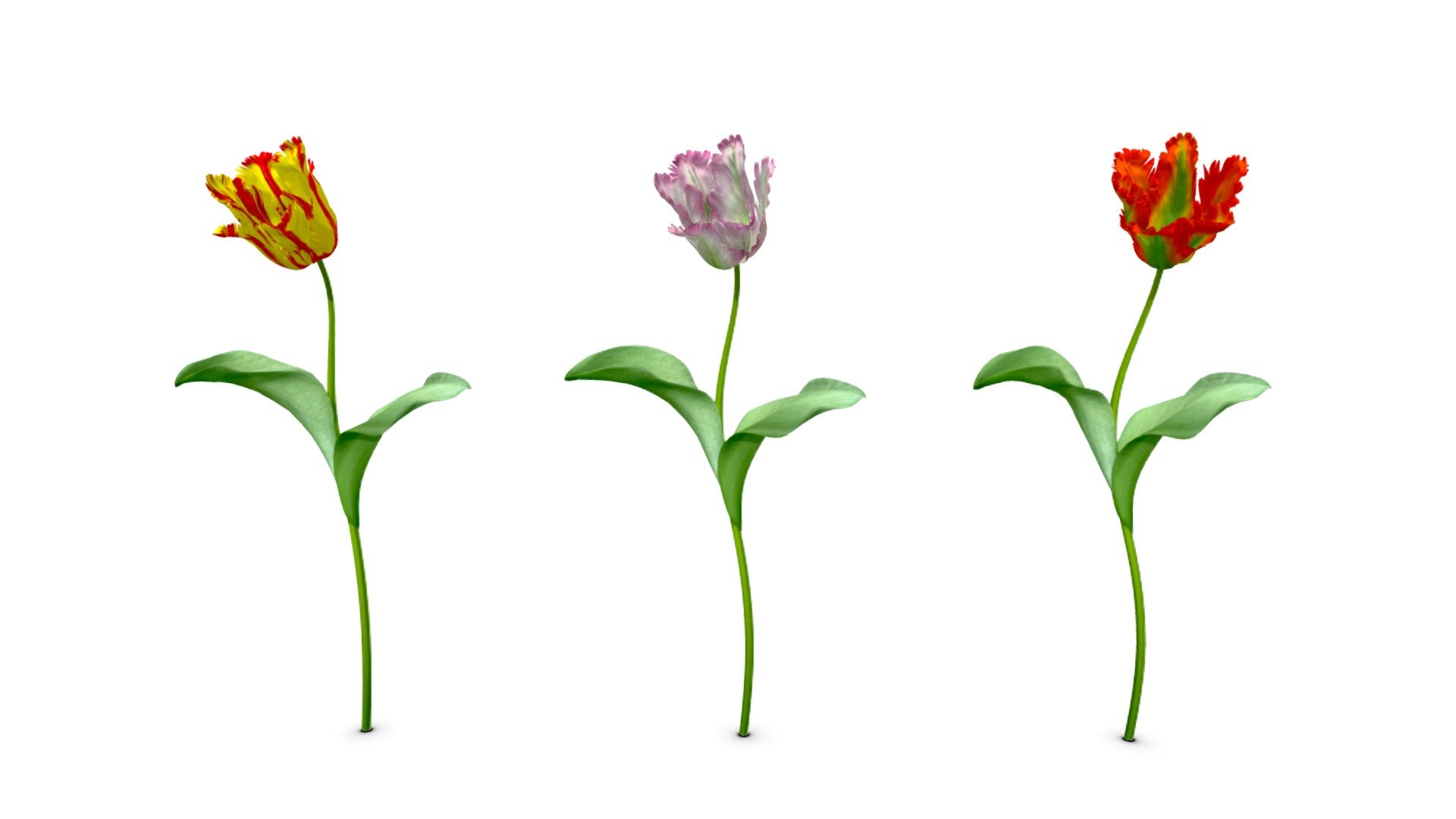 parrot tulips