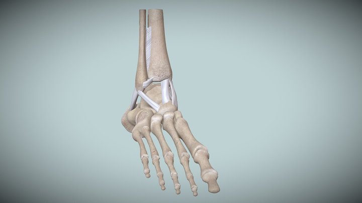 PER Bone Sketchfab 3D Model