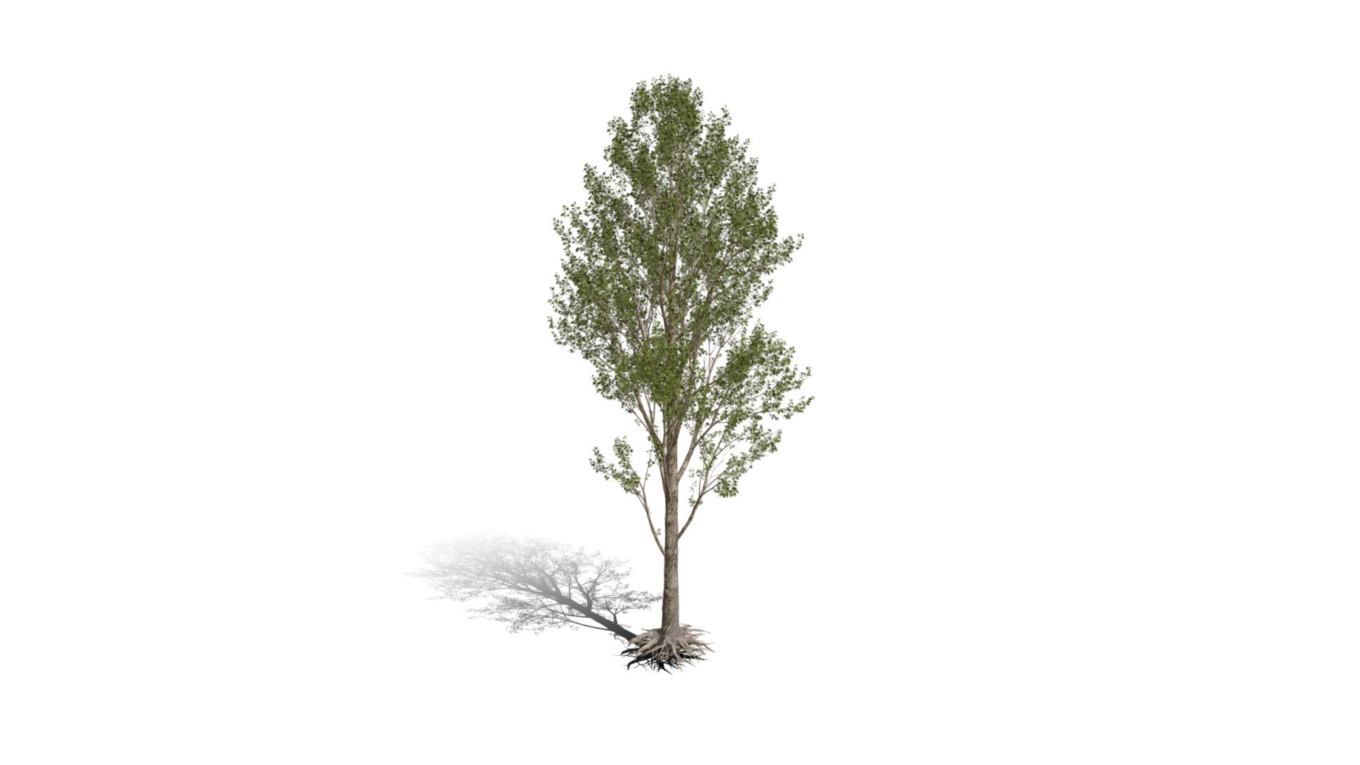Realistic HD Black poplar (19/105) - Download Free 3D model by ...