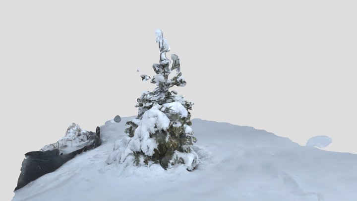 Scan #20 : The little tree 3D Model