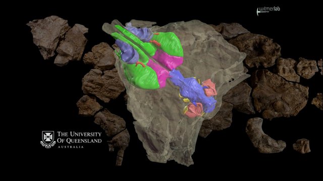 Australian ankylosaur dinosaur skull & endocast – Modello 3D gratuito STL