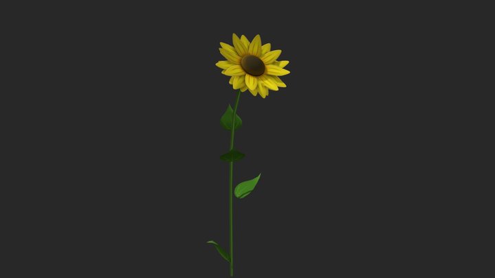 Sunflower 3D Model