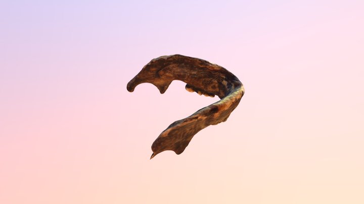 human's  jaw 3D Model