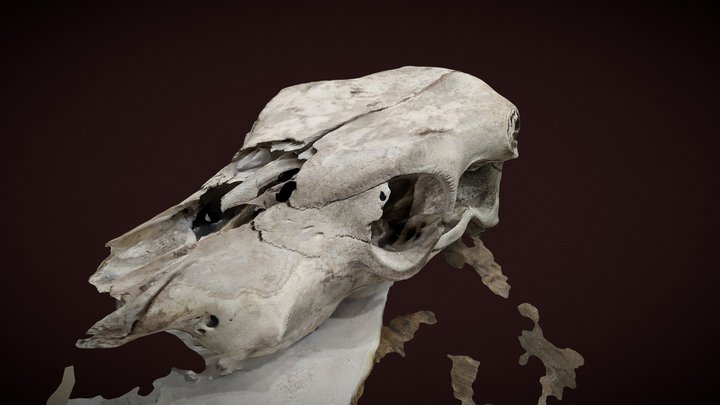 Cow skull 3D Model