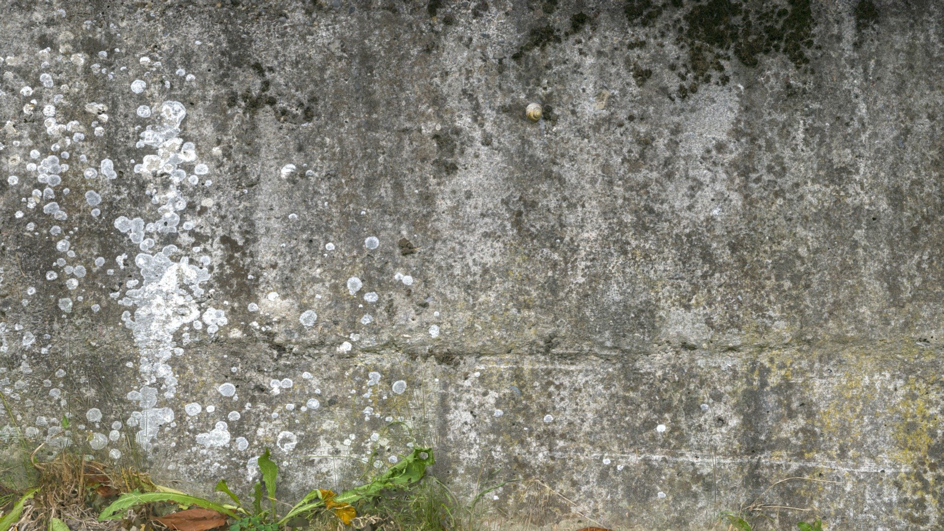 Little friend in the old wall