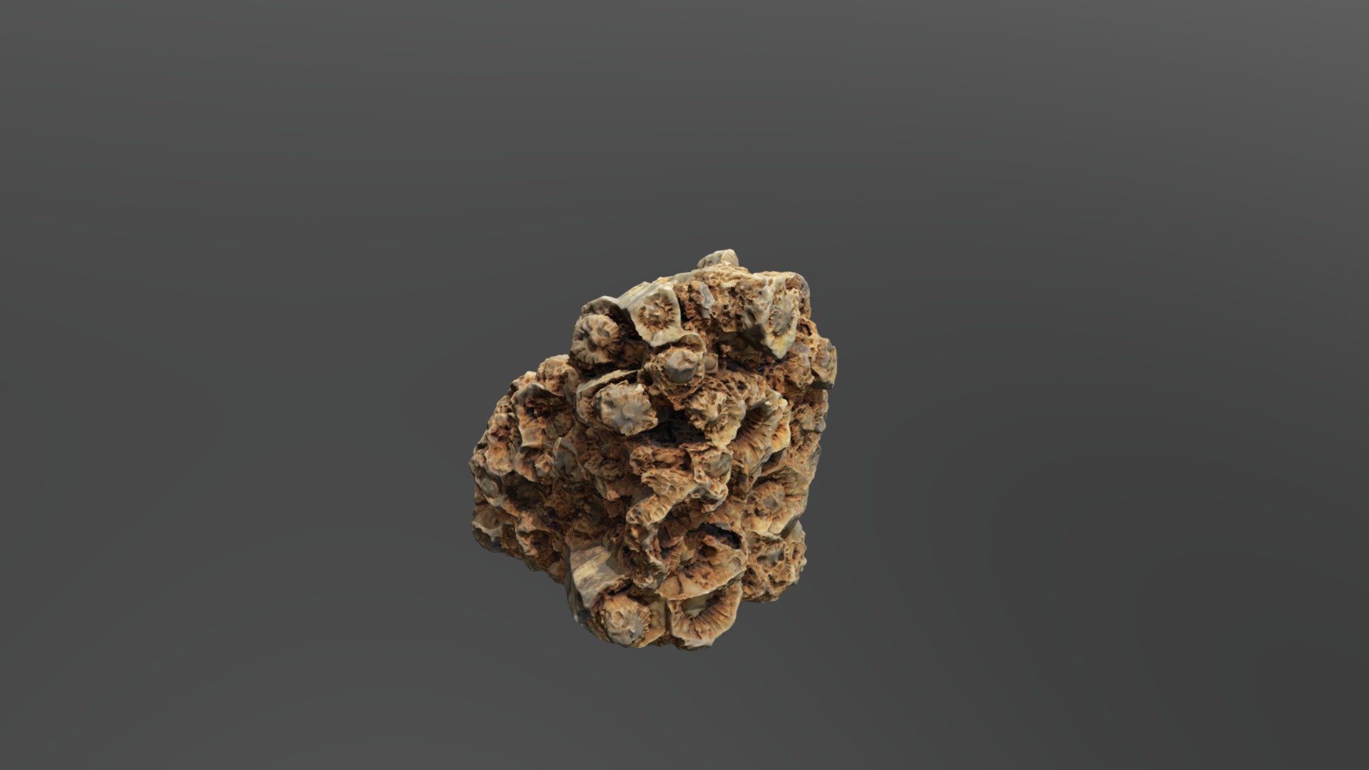 Fossilized Coral