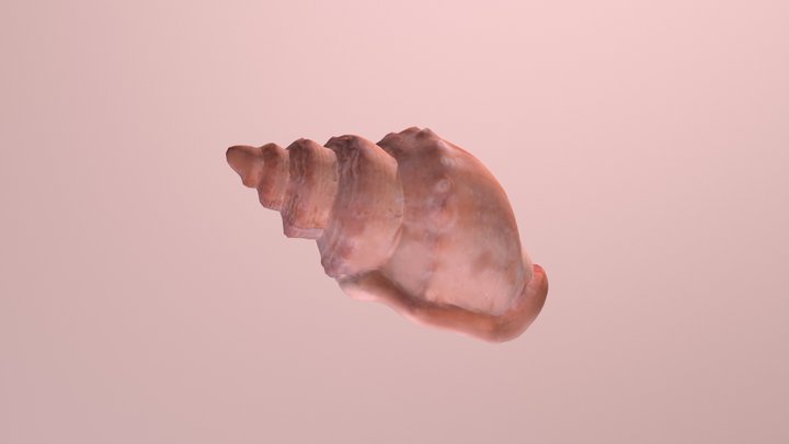 Conch shell 3D Model