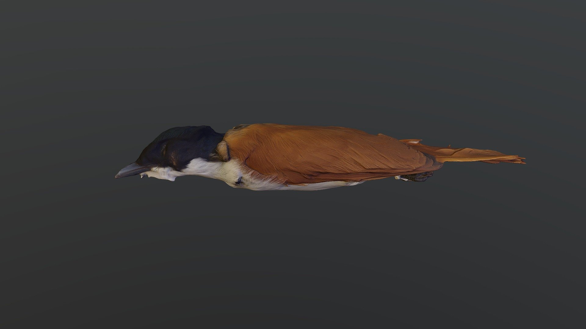 Shining Flycatcher - Myiagra alecto