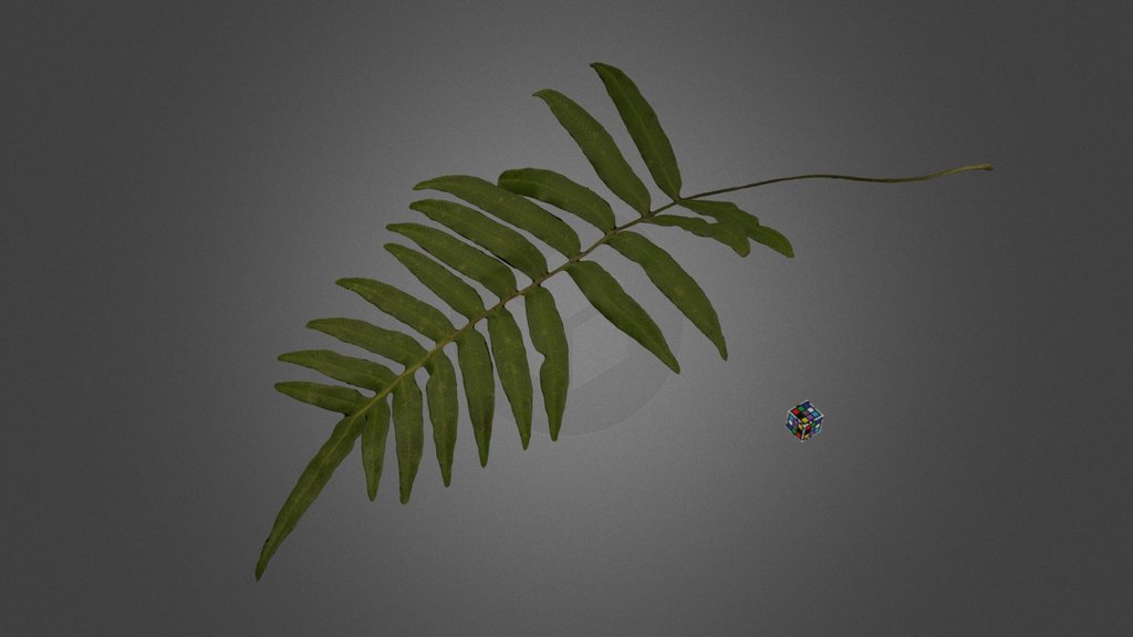 CC0 キジノオシダ Pheasant Tail Fern, P. japonica