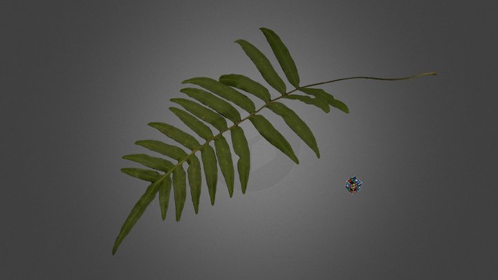 CC0 キジノオシダ Pheasant Tail Fern, P. japonica – Modello 3D gratuito STL