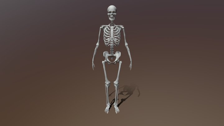Skeletal System 3D Model