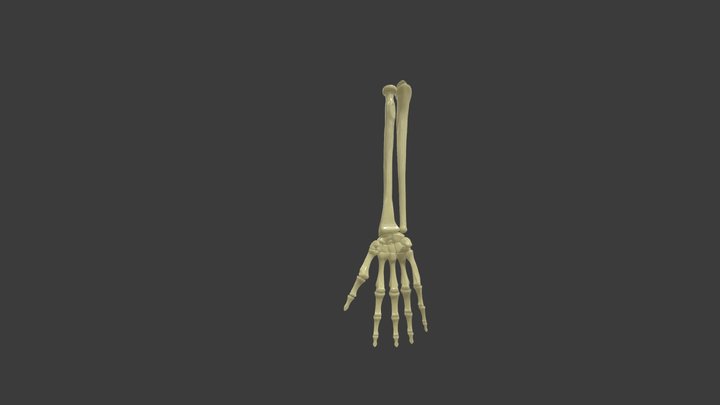 hand and forearm bones 3D Model