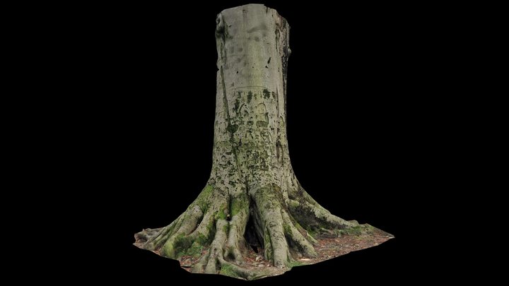 Tree Stories in Graves Park, Sheffield 3D Model