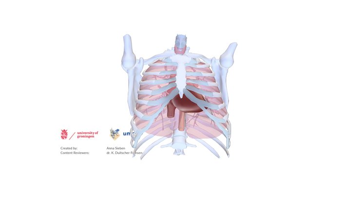Human anatomy: heart in thorax – Modello 3D gratuito STL