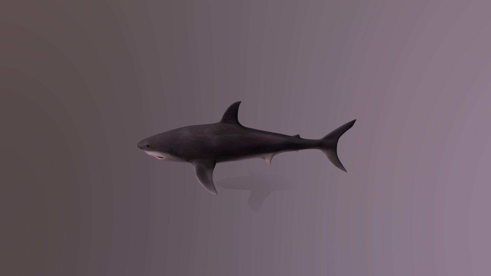 Shark