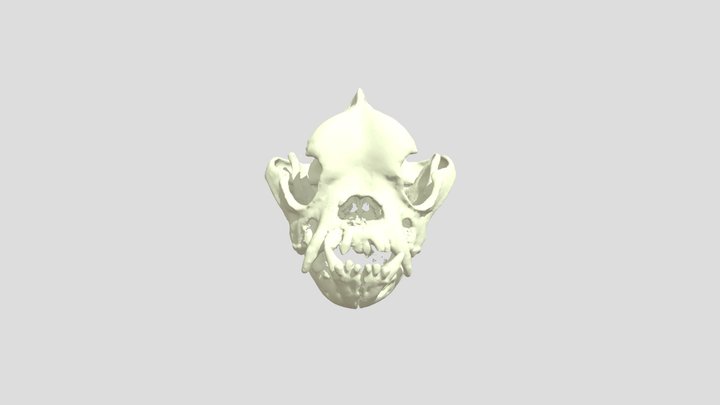 English Bulldog Skull 3D Model