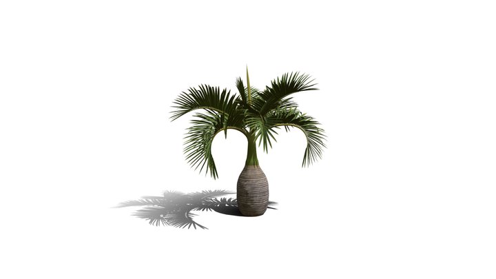 Realistic HD Bottle palm (9/15) 3D Model